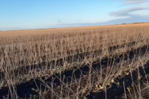 Формування підщепи М9: основа для майбутніх високопродуктивних садів