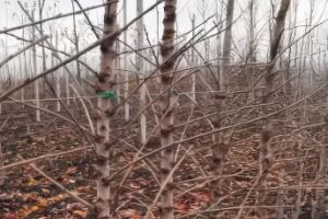 Суперінтенсивні черешневі сади: як ми формуємо врожай майбутнього